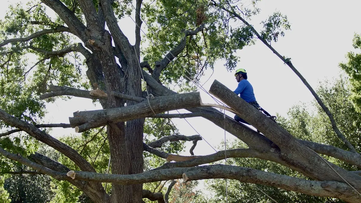 Professional Hazardous Tree Removal performed by certified arborists in Middlebury
