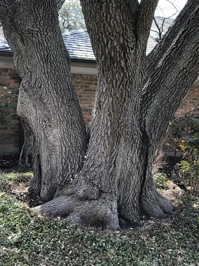 Mature heritage tree close to a Middlebury property cared for by certified arborists